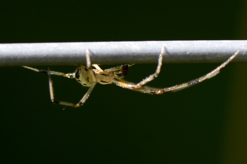 Heterotheridion nigrovariegatum