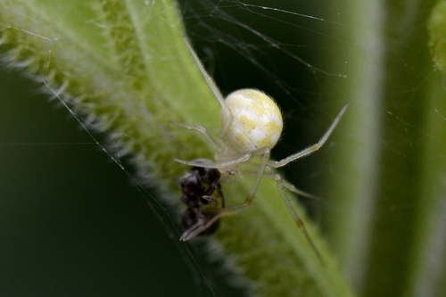 Heterotheridion nigrovariegatum