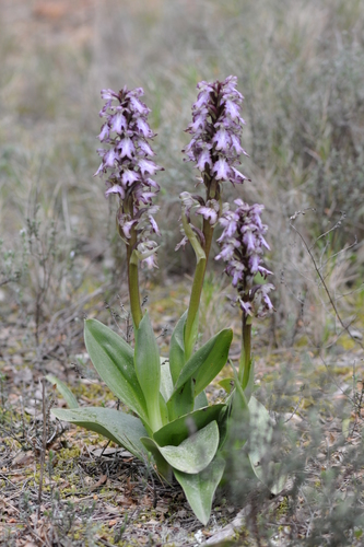 Himantoglossum robertianum