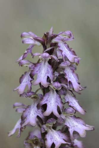 Himantoglossum robertianum
