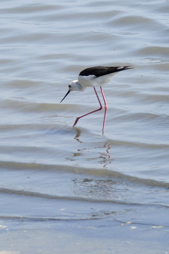 Himantopus himantopus