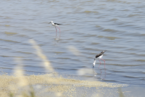 Himantopus himantopus