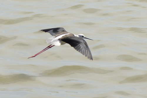 Himantopus himantopus