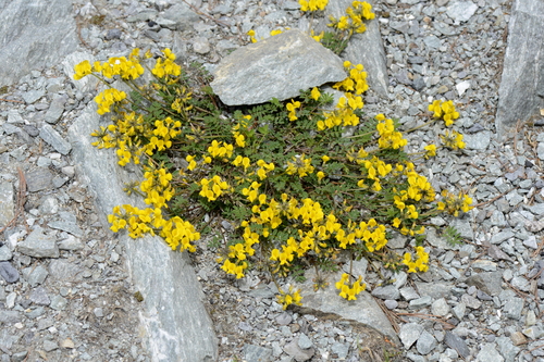 Hippocrepis comosa