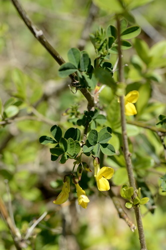 Hippocrepis emerus