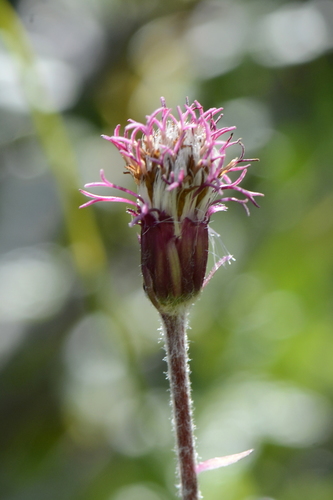 Homogyne alpina