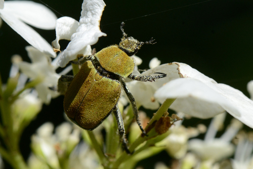 Hoplia argentea