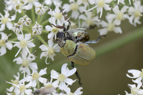 Hoplia argentea