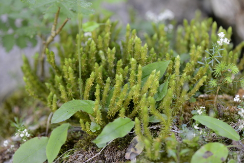 Huperzia selago