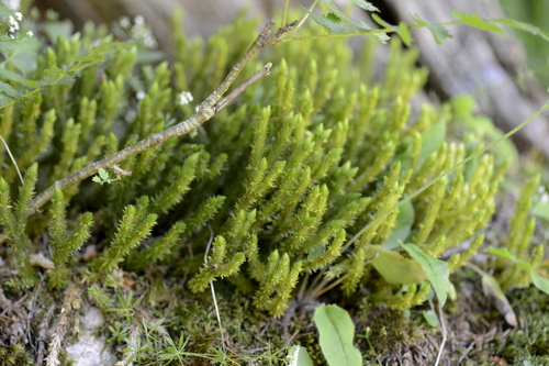 Huperzia selago