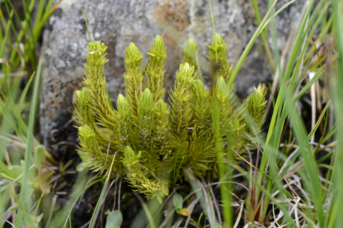 Huperzia selago