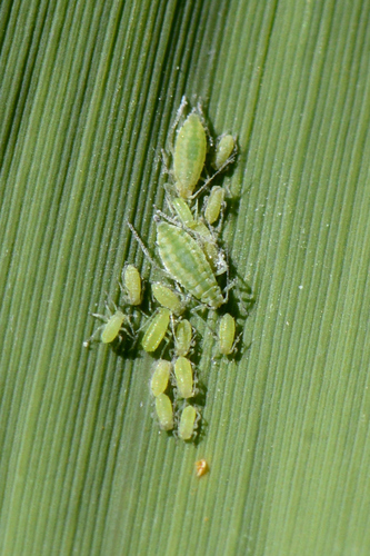 Hyalopterus