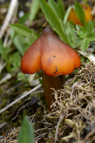 Hygrocybe conica