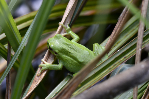 Hyla meridionalis