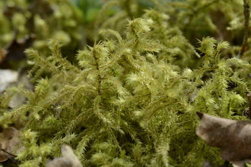 Hylocomiadelphus triquetrus