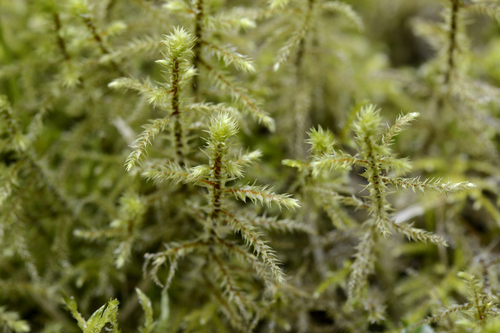 Hylocomiadelphus triquetrus