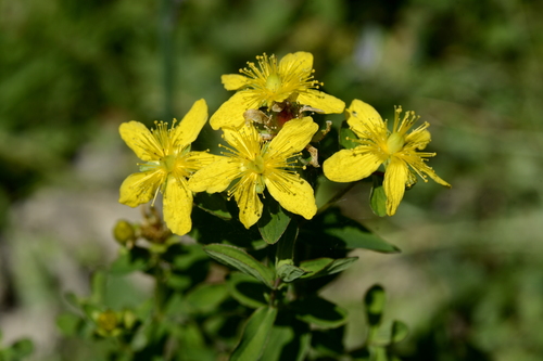 Hypericum maculatum
