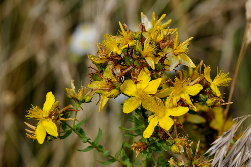 Hypericum perforatum