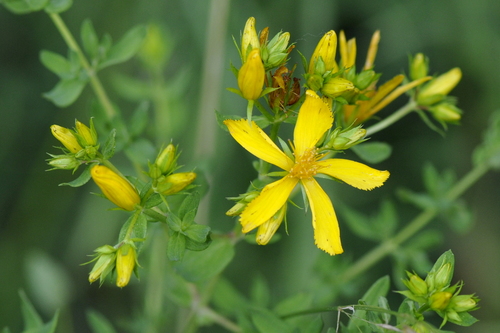 Hypericum perforatum