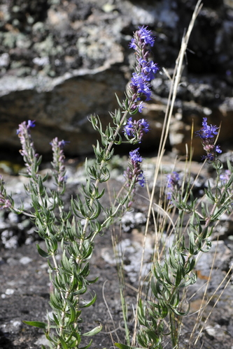 Hyssopus officinalis
