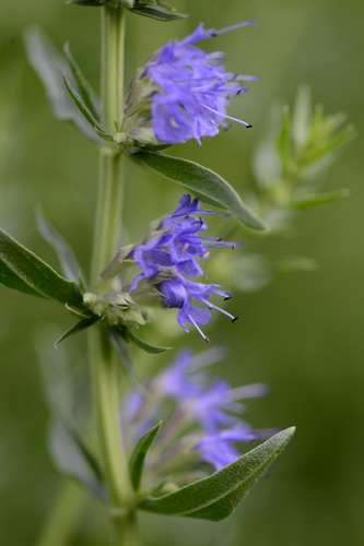 Hyssopus officinalis
