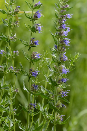 Hyssopus officinalis