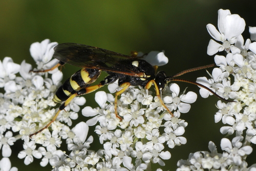 Ichneumonidae
