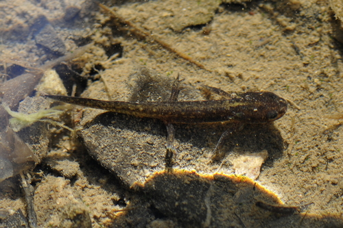 Ichthyosaura alpestris