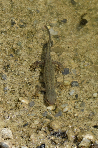 Ichthyosaura alpestris
