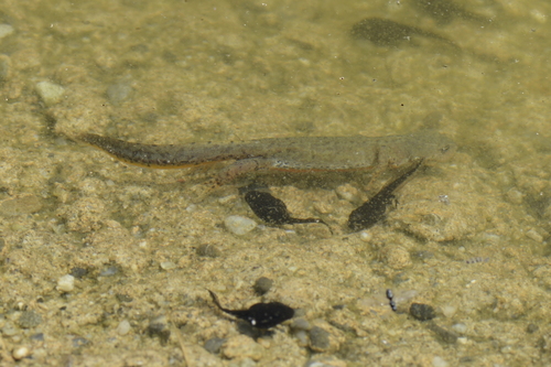 Ichthyosaura alpestris