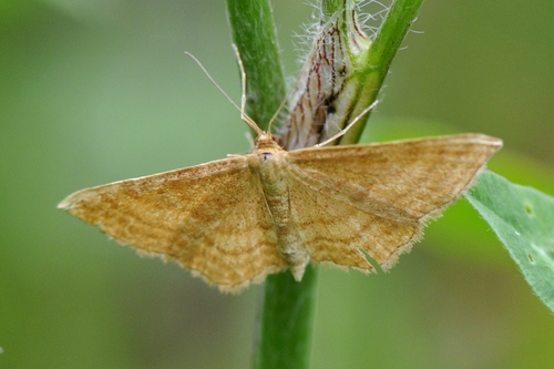 Idaea ochrata