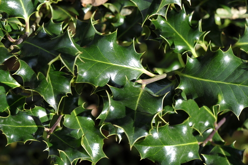 Ilex aquifolium