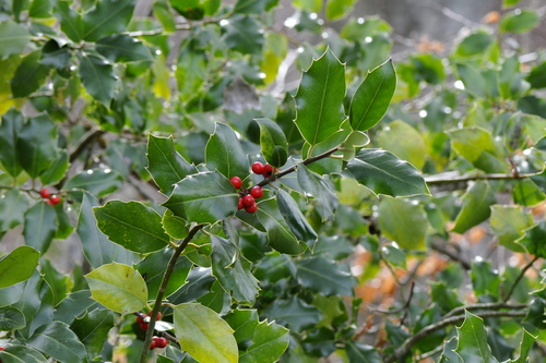 Ilex aquifolium