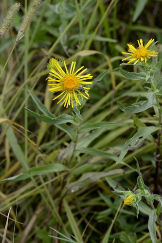 Inula salicina