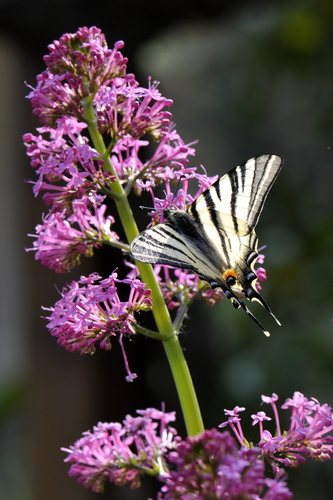 Iphiclides podalirius