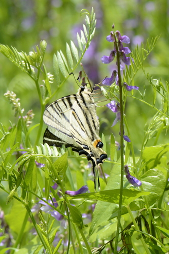 Iphiclides podalirius