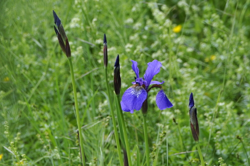 Iris germanica