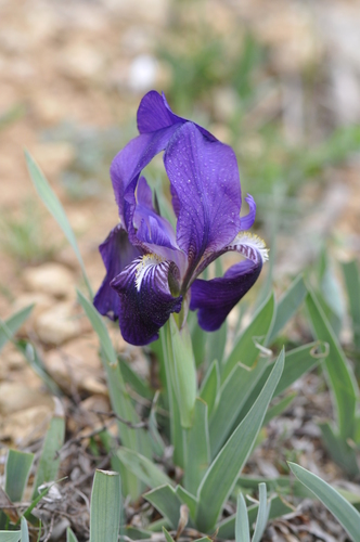 Iris lutescens