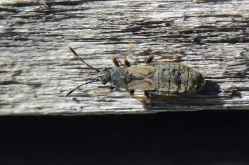 Ischnodemus sabuleti