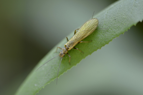 Isoperla