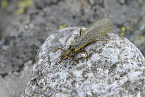Isoperla