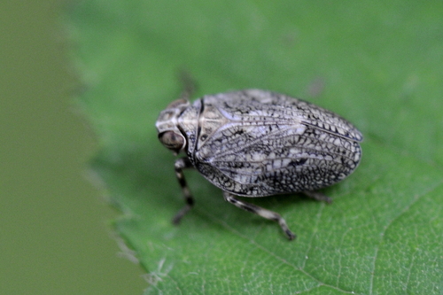 Issus coleoptratus