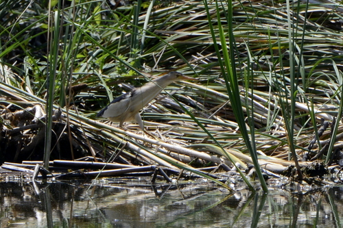 Ixobrychus minutus