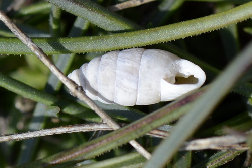 Jaminia quadridens