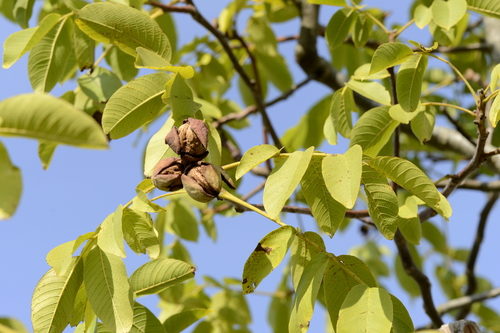 Juglans regia