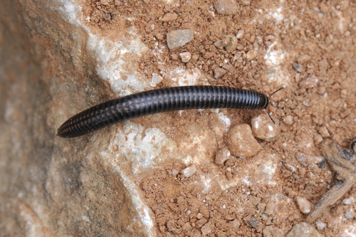 Julidae