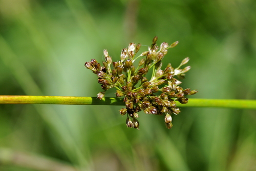 Juncus effusus