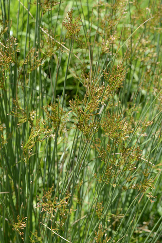 Juncus inflexus