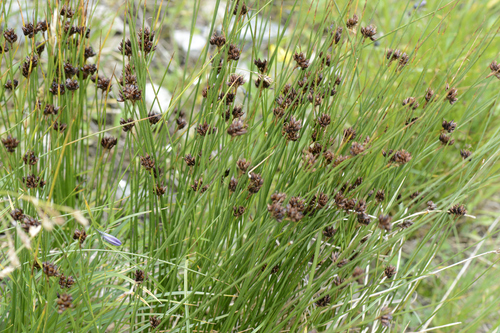 Juncus jacquinii