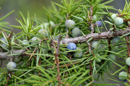 Juniperus communis